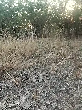 lovesuna online show from December 2025 02:07:02 AM