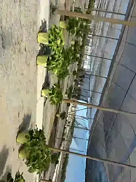 Jose rz online show from May 2026 08:03:02 PM