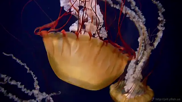 streamy test11 online show from March 2026 04:32:02 PM