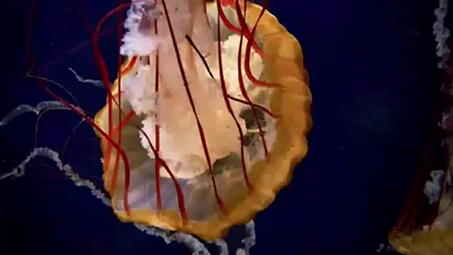 streamy test11 online show from April 2026 11:22:02 AM