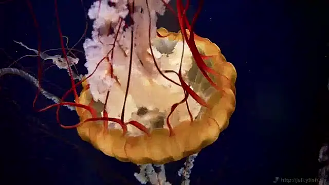 streamy test11 online show from April 2026 02:51:02 PM