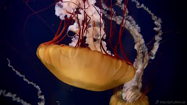 streamy test12 online show from March 2026 12:55:01 PM