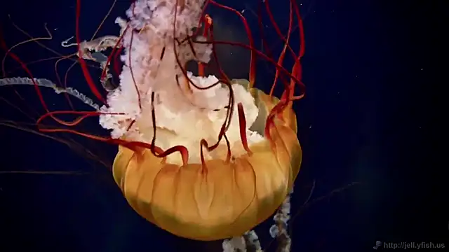 streamy test12 online show from March 2026 10:08:02 AM