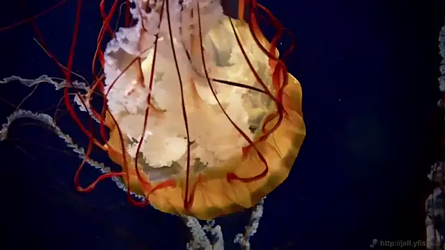 streamy test12 online show from March 2026 08:26:01 AM