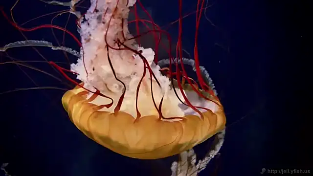 streamy test12 online show from April 2026 01:17:02 PM