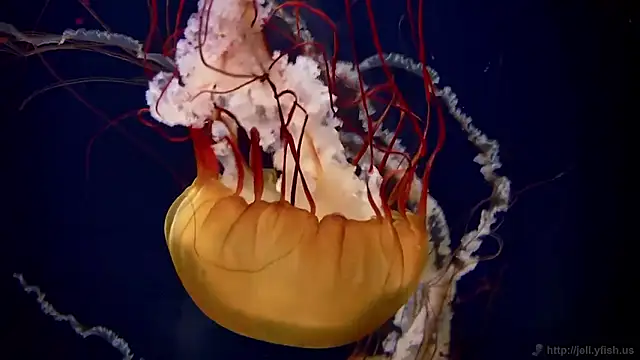 streamy test15 online show from March 2026 01:06:01 PM