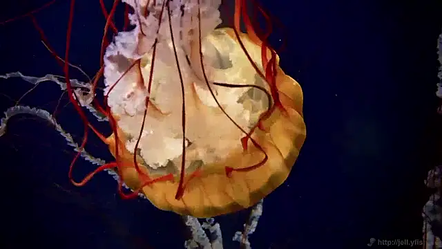 streamy test15 online show from April 2026 10:57:02 AM