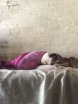 Snapshot of Sweet___Dick chatting on January 2025 07:18:01 AM Sweet Dick online show from January 2025 07:18:01 AM