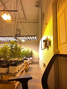 jr91esl online show from March 2025 06:05:02 AM