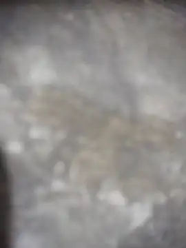 Snapshot of Feeroo11 chatting on April 2026 04:41:02 PM Feeroo11 online show from April 2026 04:41:02 PM