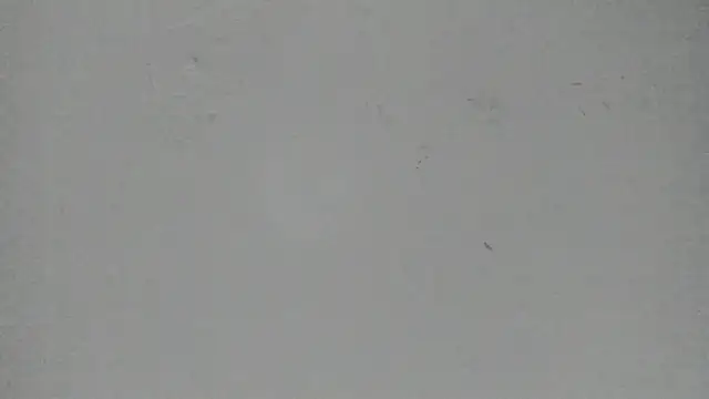 Sophia Ebony online show from March 2026 12:01:01 PM