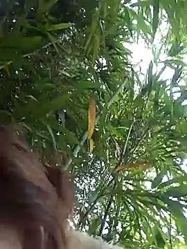 Bianly online show from March 2026 01:55:01 AM