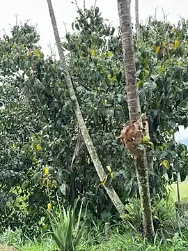 Marco Vega online show from March 2026 04:51:01 PM