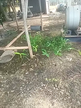 sima024 online show from November 2025 07:52:02 AM