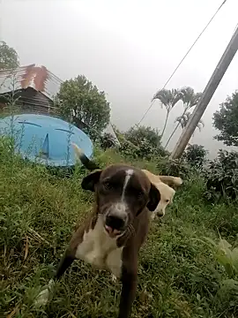 Ckinetor online show from January 2026 05:29:02 PM