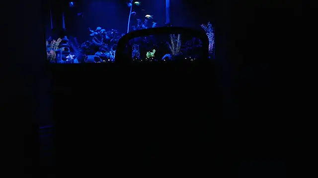 EspanolVato online show from February 2026 09:30:02 AM