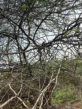 goodboyTelugu online show from February 2026 03:05:01 AM