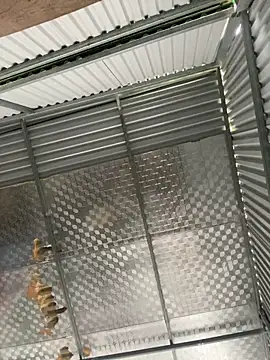 tuncube online show from March 2026 06:17:01 AM