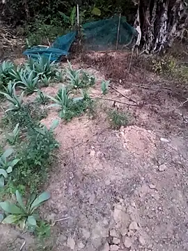 zanh99 online show from April 2026 11:21:01 AM