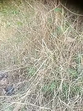 Ambala1 online show from April 2026 06:40:01 AM