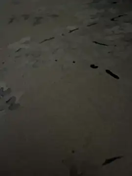 sharks90 online show from July 2026 03:58:02 AM