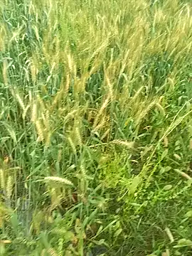 FinableKnee online show from March 2026 04:12:02 AM