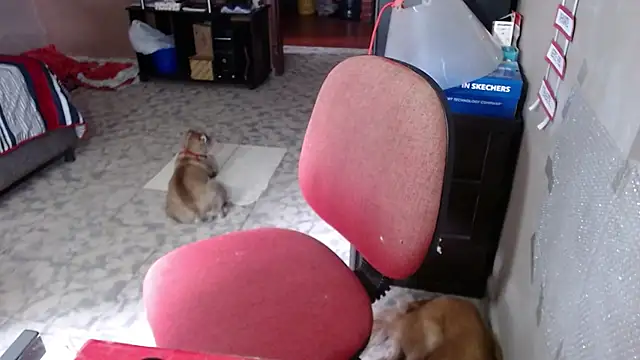 Barbiegomez online show from March 2026 06:02:02 PM