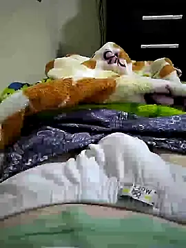 shiiank online show from July 2026 12:50:01 AM