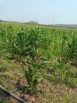 kummuduabbai online show from March 2026 05:35:01 AM