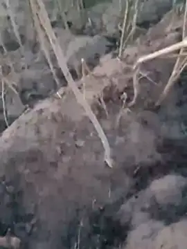 Sinewsex pussylove online show from March 2026 12:38:01 AM