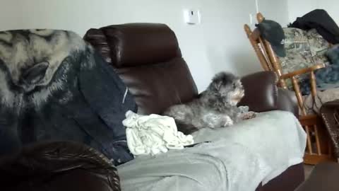 66bear online show from December 2025 02:02:02 PM