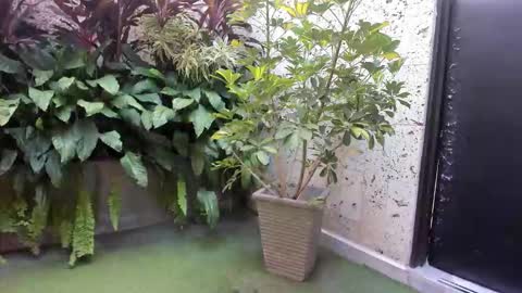 alice_simpson1 online show from October 2025 11:44:02 AM