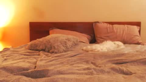 Andra online show from February 2026 07:01:02 PM