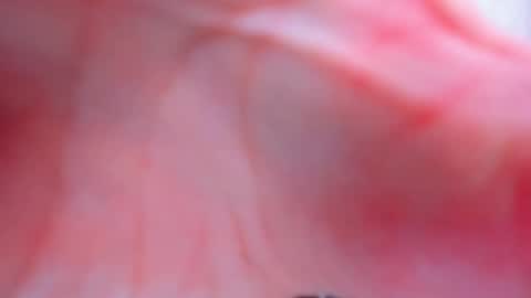 Anthea online show from February 2026 03:55:01 PM