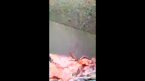 bigernine online show from January 2026 11:23:01 AM