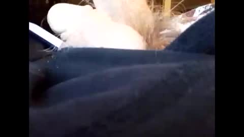 Snapshot of bjloversohard chatting on January 2025 04:33:02 AM bjloversohard online show from January 2025 04:33:02 AM