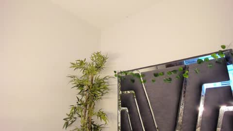 B L A C K  R O S E  online show from February 2025 11:44:02 AM