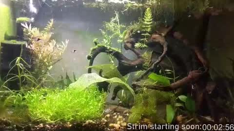 Booker Baxton online show from February 2026 04:08:01 AM