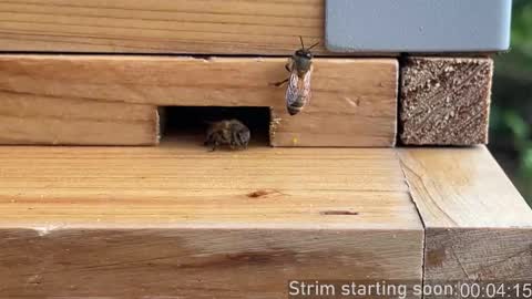 Booker Baxton online show from March 2026 04:07:02 AM