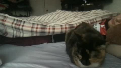 boywithbug online show from February 2025 10:54:01 PM