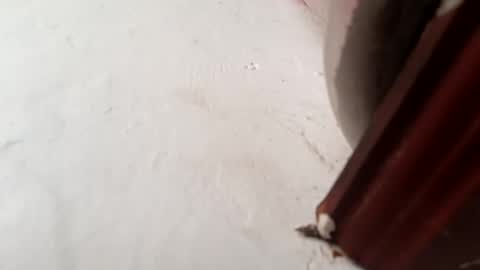 Snapshot of brittany069 chatting on November 2025 01:55:02 PM Brittany online show from November 2025 01:55:02 PM