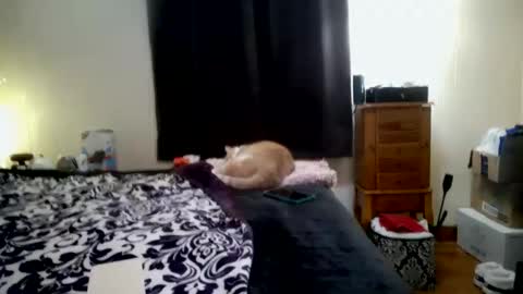 ChinaCove online show from January 2026 07:23:01 PM