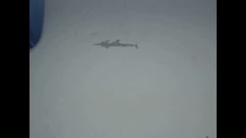 cornxcunt online show from February 2026 11:29:01 AM