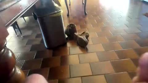 curicat69 online show from February 2026 07:58:01 AM