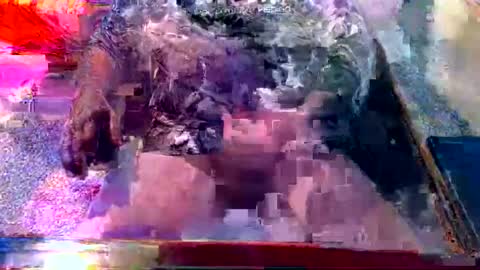 dabaatendae online show from February 2025 10:17:02 PM