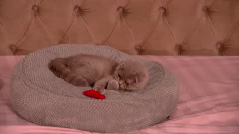 Ela online show from January 2026 10:48:02 PM