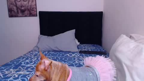 Derek online show from March 2025 08:29:02 PM