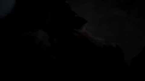 dthedog12 online show from October 2025 02:43:02 AM