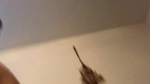 ducebabydee online show from February 2026 11:11:02 PM