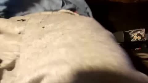 edmore1215 online show from December 2024 12:51:02 PM